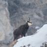 Camoscio - Chamois (Rupicapra rupicapra)