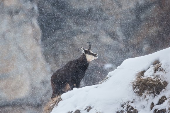 Camoscio - Chamois (Rupicapra rupicapra)