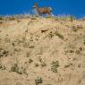 Bighorn sheep (Ovis canadensis)