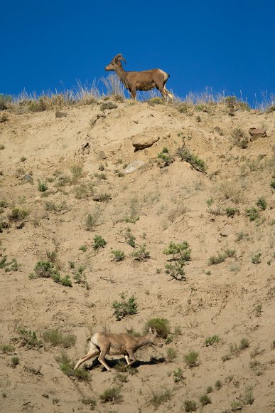 Bighorn sheep (Ovis canadensis)