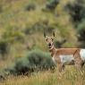 Antilocapra - Pronghorn (antilocapra americana)