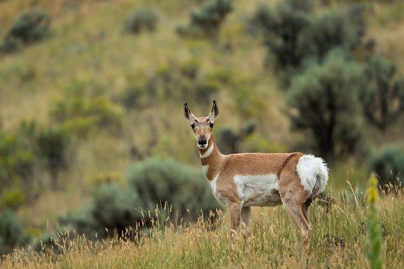 Antilocapra - Pronghorn (antilocapra americana)