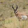 Antilocapra - Pronghorn (antilocapra americana)