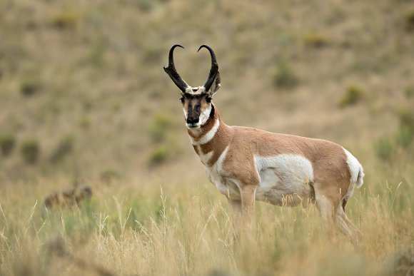 Antilocapra - Pronghorn (antilocapra americana)