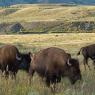 Bisonte - American bison (Bison bison)