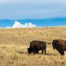 Bisonte - American bison (Bison bison)