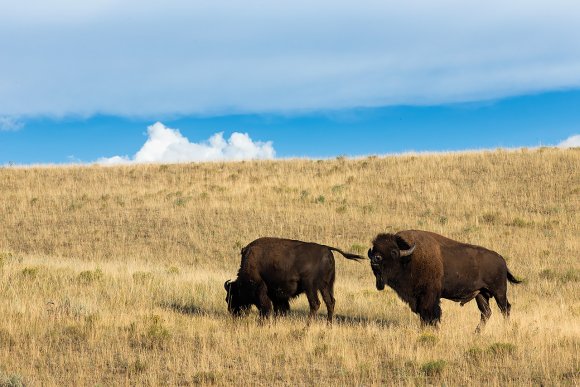 Bisonte - American bison (Bison bison)