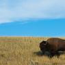 Bisonte - American bison (Bison bison)