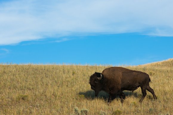Bisonte - American bison (Bison bison)
