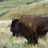 Bisonte - American bison (Bison bison)