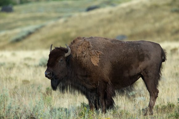 Bisonte - American bison (Bison bison)