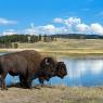 Bisonte - American bison (Bison bison)