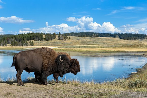 Bisonte - American bison (Bison bison)