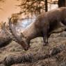 Stambecco - Alpine ibex (Capra ibex)