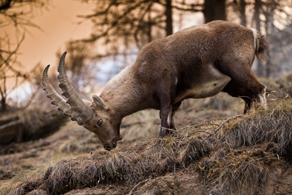 Stambecco - Alpine ibex (Capra ibex)