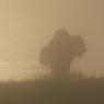 Bisonte - American bison (Bison bison)