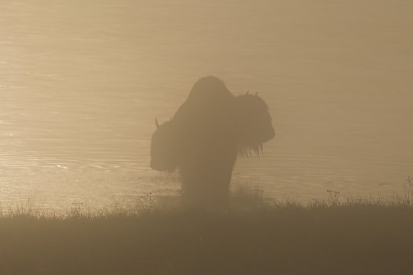 Bisonte - American bison (Bison bison)