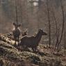 Cervo - Red deer (Cervus elaphus)