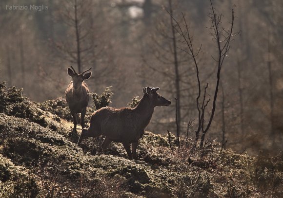 Cervo - Red deer (Cervus elaphus)