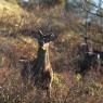 Cervo - Red deer (Cervus elaphus)