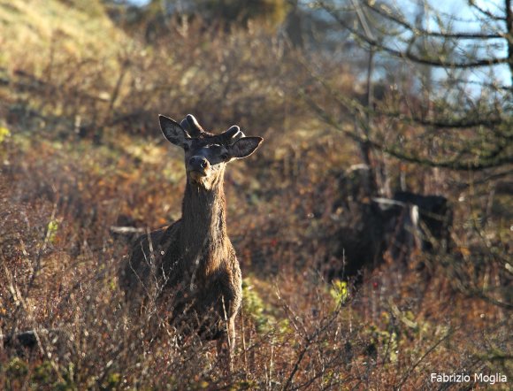 Cervo - Red deer (Cervus elaphus)