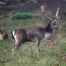 Daino - Fallow deer (Dama dama) 