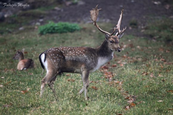 Daino - Fallow deer (Dama dama) 