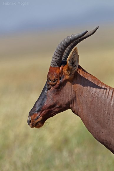 Damalisco - Common tsessebe (Damaliscus lunatus lunatus)