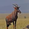 Damalisco - Common tsessebe (Damaliscus lunatus lunatus)