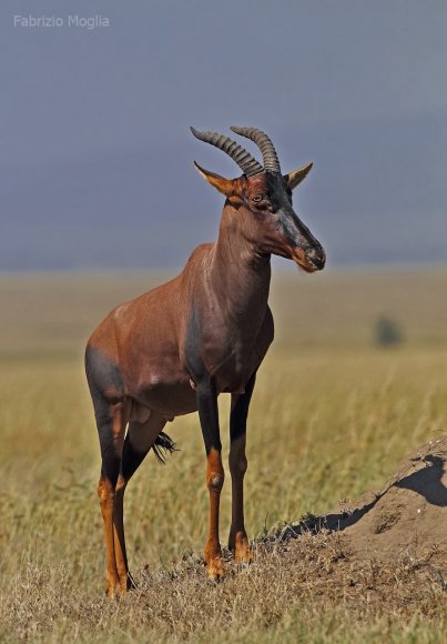 Damalisco - Common tsessebe (Damaliscus lunatus lunatus)