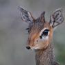 Dik dik - Kirk's dik-dik (Madoqua kirkii)