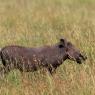 Facocero - Common warthog (Phacochoerus africanus)