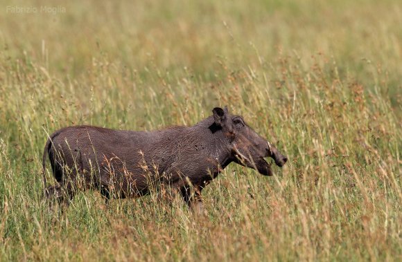 Facocero - Common warthog (Phacochoerus africanus)