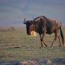 Gnu -  Blue wildebeest (Connochaetes taurinus)