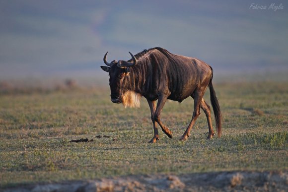 Gnu -  Blue wildebeest (Connochaetes taurinus)