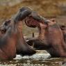 Ippotpotamo - Common hippopotamus (Hippopotamus amphibius)