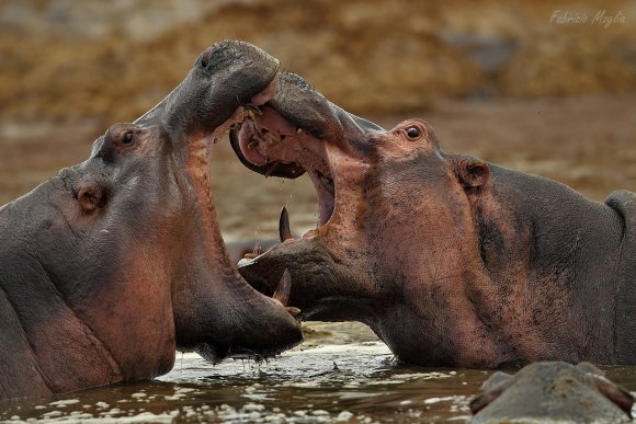 Ippotpotamo - Common hippopotamus (Hippopotamus amphibius)