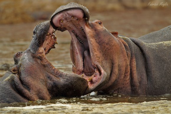 Ippotpotamo - Common hippopotamus (Hippopotamus amphibius)