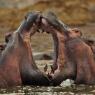 Ippotpotamo - Common hippopotamus (Hippopotamus amphibius)