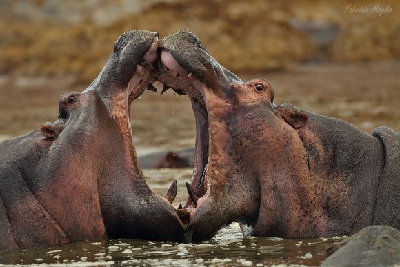 Ippotpotamo - Common hippopotamus (Hippopotamus amphibius)