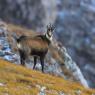 Camoscio - Chamois (Rupicapra rupicapra)