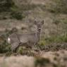 Capriolo - European Roe deer (Capreolus capreolus)