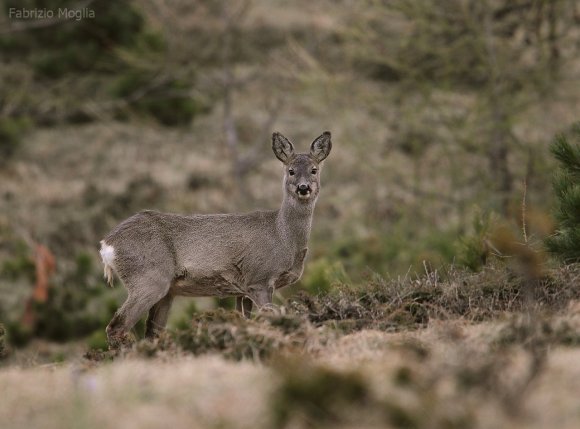 Capriolo - European Roe deer (Capreolus capreolus)