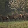 Cervo - Red deer (Cervus elaphus)