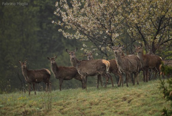 Cervo - Red deer (Cervus elaphus)