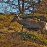 Cervo - Red deer (Cervus elaphus)