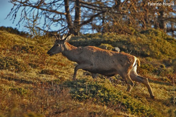 Cervo - Red deer (Cervus elaphus)
