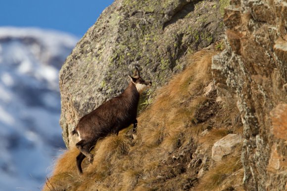 Camoscio - Chamois (Rupicapra rupicapra)