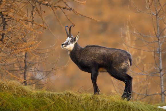 Camoscio - Chamois (Rupicapra rupicapra)