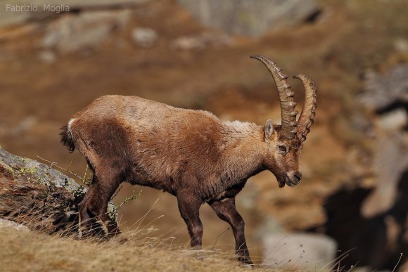 Stambecco - Alpine ibex (Capra ibex)